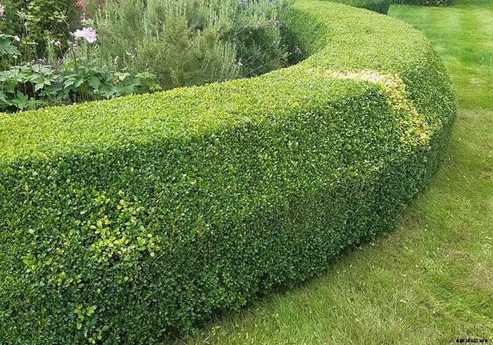 Types of Hedges and What Plants Are Best For Hedging