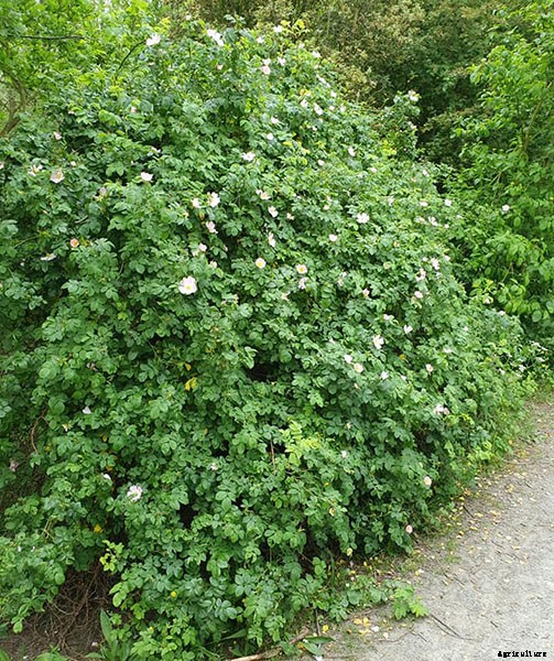 Types of Hedges and What Plants Are Best For Hedging