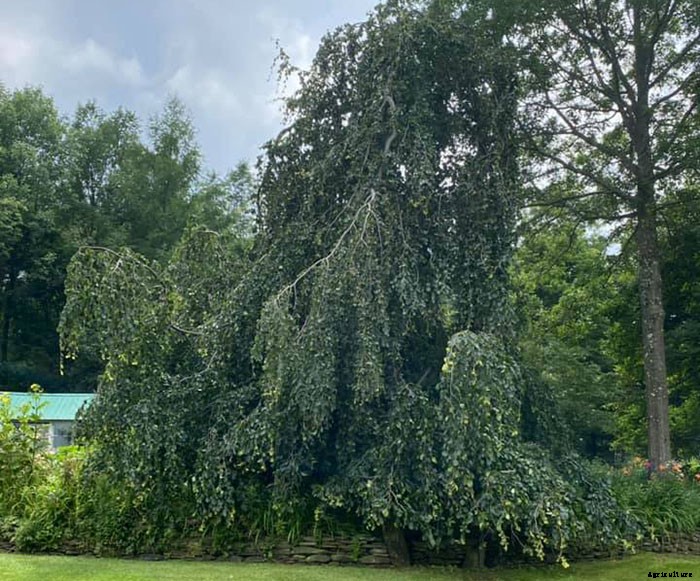 Types of Hedges and What Plants Are Best For Hedging