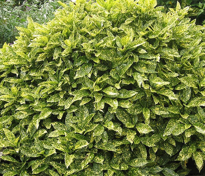 Types of Hedges and What Plants Are Best For Hedging
