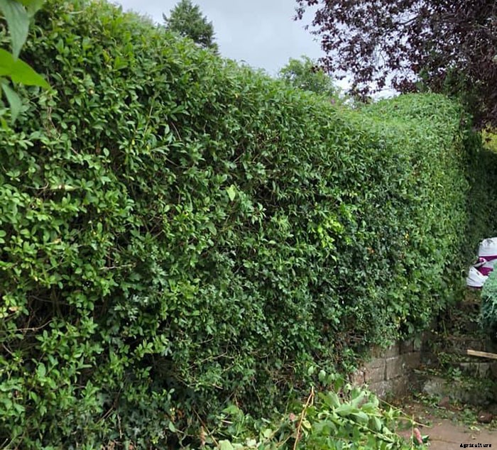 Types of Hedges and What Plants Are Best For Hedging