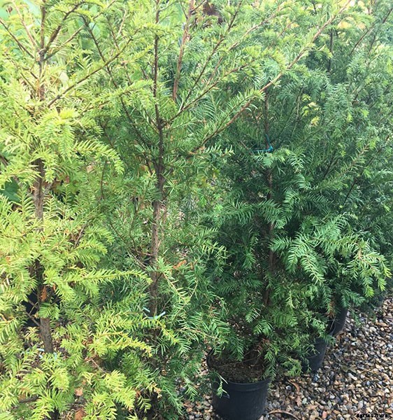 Types of Hedges and What Plants Are Best For Hedging