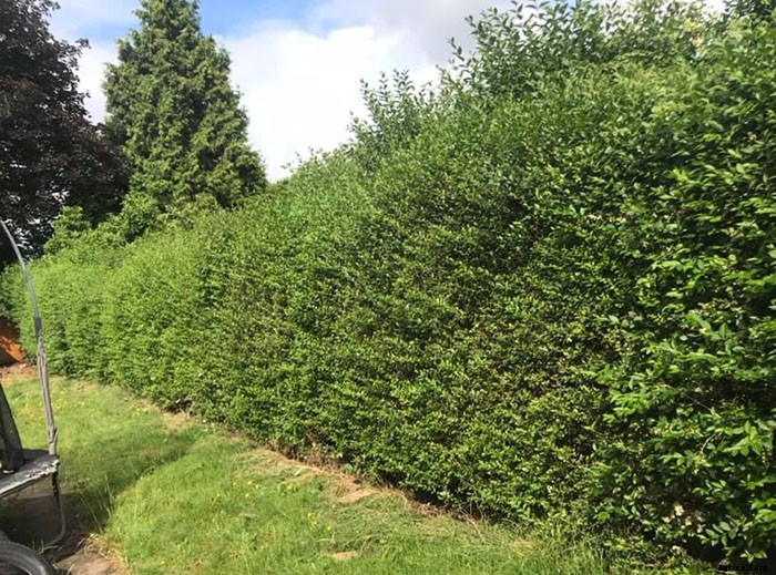 Types of Hedges and What Plants Are Best For Hedging