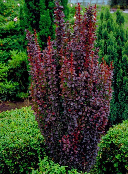 Types of Hedges and What Plants Are Best For Hedging