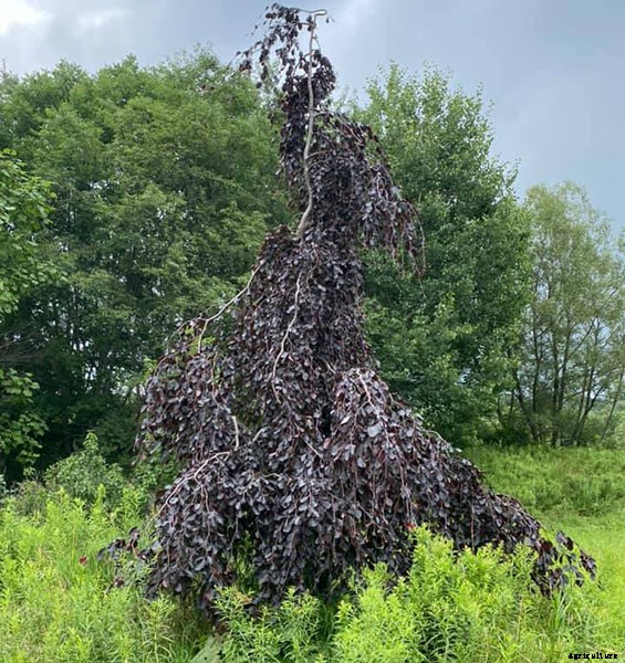 Types of Hedges and What Plants Are Best For Hedging