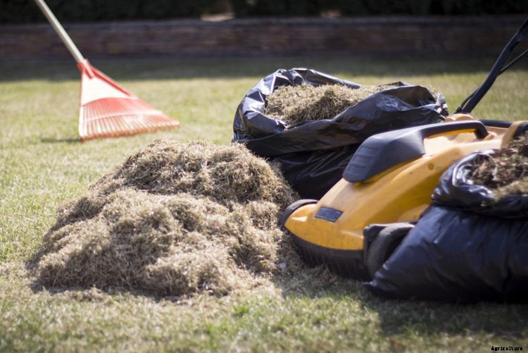 What is Scarifying? Why You Need To Do The Task?