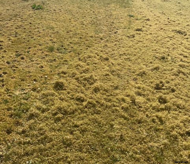 What is Scarifying? Why You Need To Do The Task?