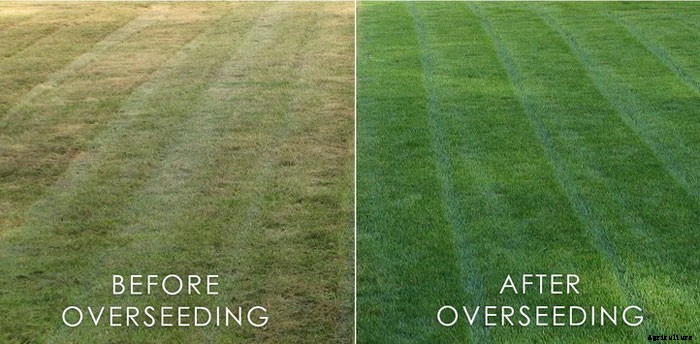 What is Scarifying? Why You Need To Do The Task?