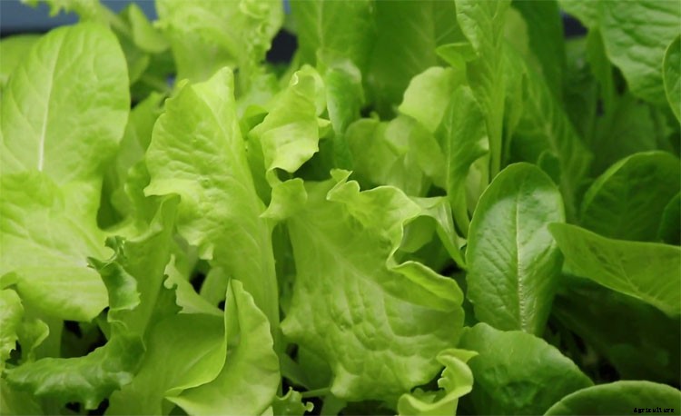 Loose Leaf Lettuce Varieties – Growing Your Own Greens