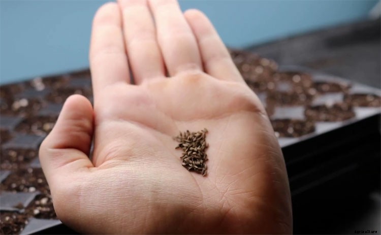 Loose Leaf Lettuce Varieties – Growing Your Own Greens