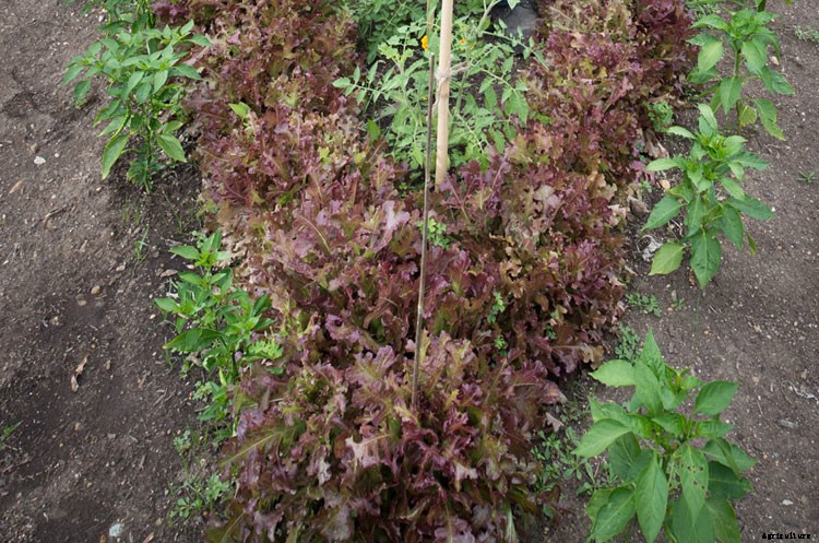 Loose Leaf Lettuce Varieties – Growing Your Own Greens