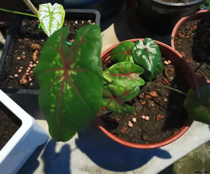 Do Plants Need Darkness To Grow?