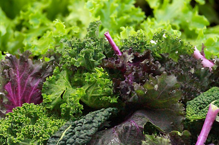 Loose Leaf Lettuce Varieties – Growing Your Own Greens