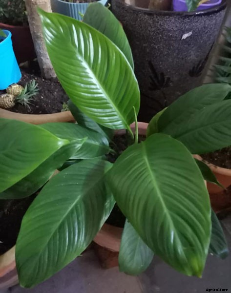 Do Plants Need Darkness To Grow?