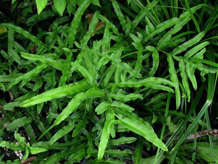 25 Types of Easy and Fast Growing Ferns