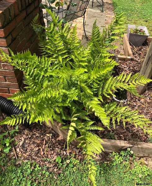 25 Types of Easy and Fast Growing Ferns