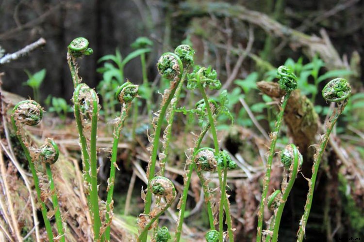 25 Types of Easy and Fast Growing Ferns