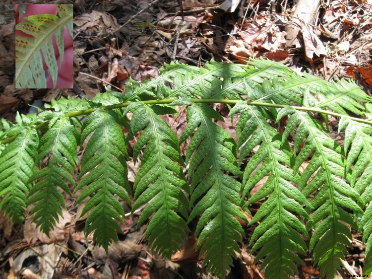 25 Types of Easy and Fast Growing Ferns