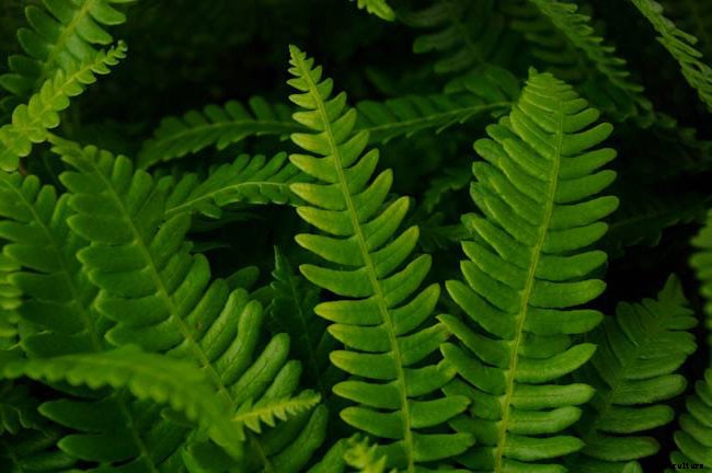 25 Types of Easy and Fast Growing Ferns