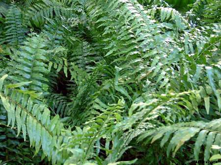 25 Types of Easy and Fast Growing Ferns