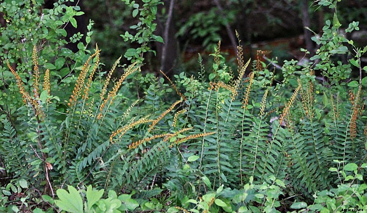 25 Types of Easy and Fast Growing Ferns