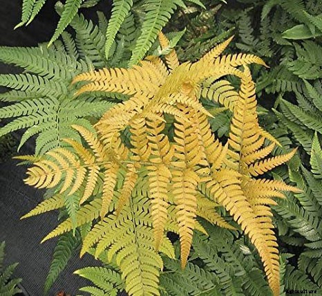 25 Types of Easy and Fast Growing Ferns