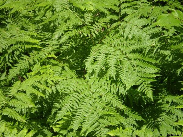 25 Types of Easy and Fast Growing Ferns