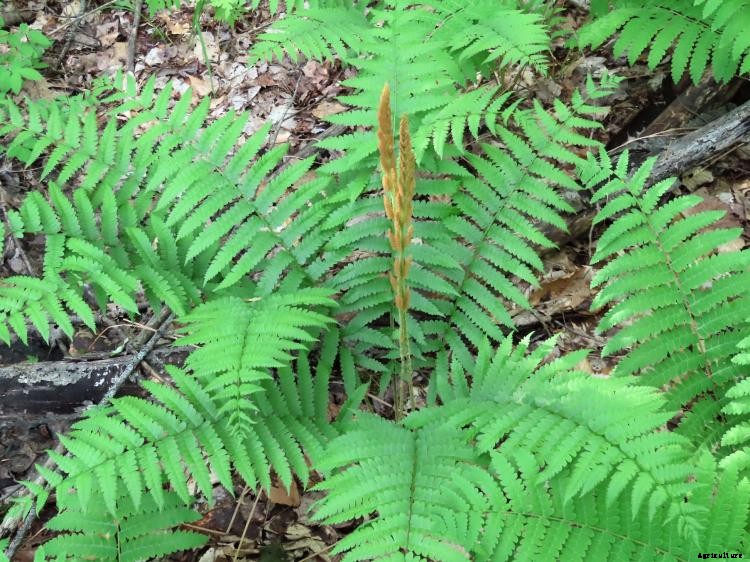 25 Types of Easy and Fast Growing Ferns
