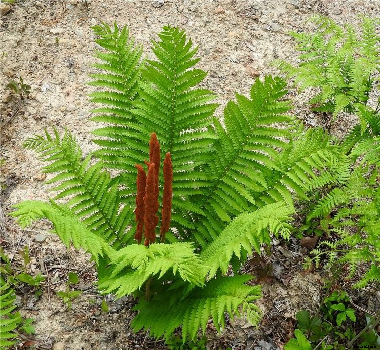 25 Types of Easy and Fast Growing Ferns