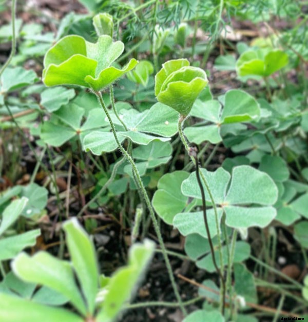 25 Types of Easy and Fast Growing Ferns