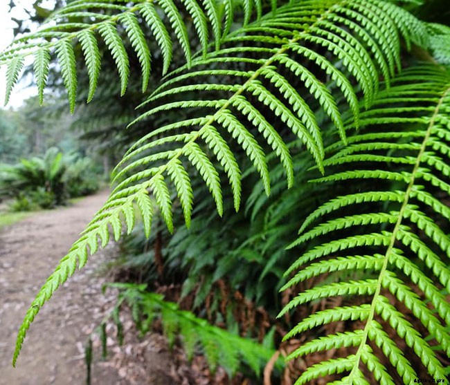 25 Types of Easy and Fast Growing Ferns