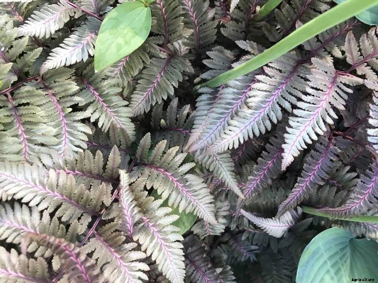 25 Types of Easy and Fast Growing Ferns