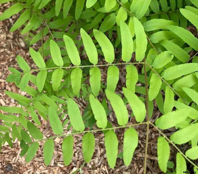 25 Types of Easy and Fast Growing Ferns