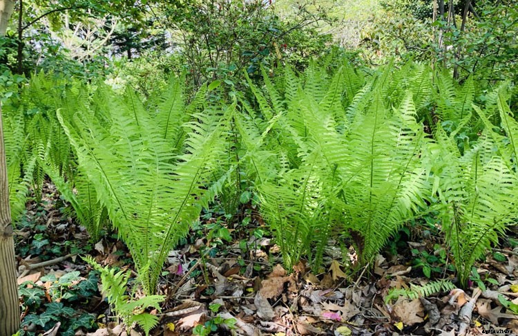 25 Types of Easy and Fast Growing Ferns