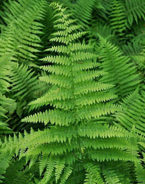 25 Types of Easy and Fast Growing Ferns