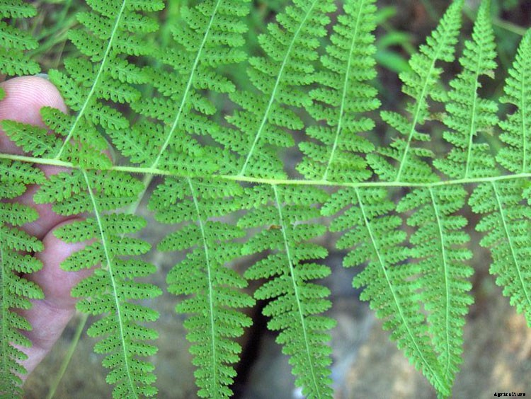 25 Types of Easy and Fast Growing Ferns