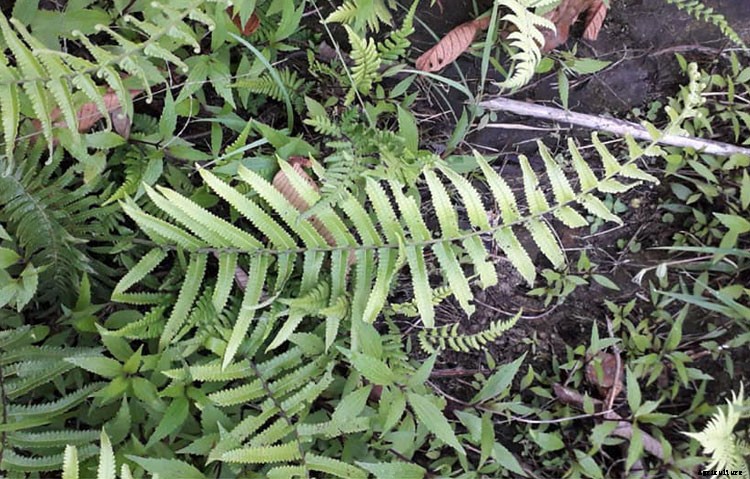25 Types of Easy and Fast Growing Ferns