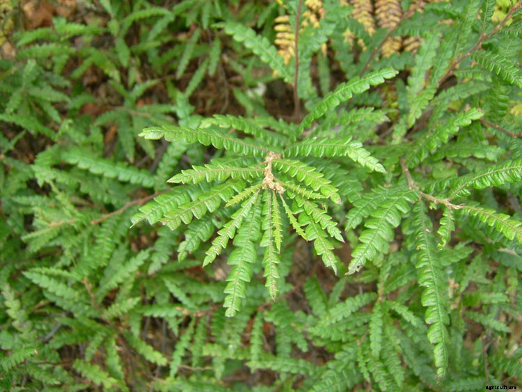 25 Types of Easy and Fast Growing Ferns