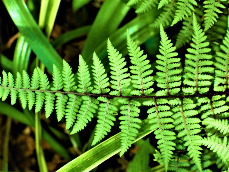 25 Types of Easy and Fast Growing Ferns