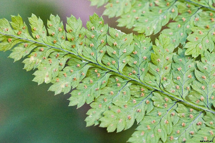 25 Types of Easy and Fast Growing Ferns