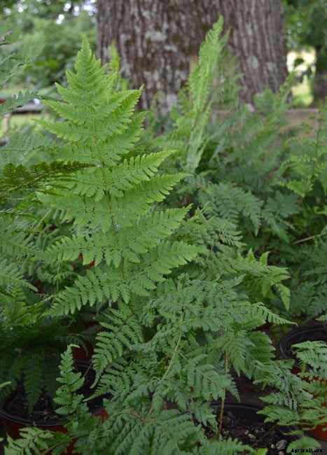 25 Types of Easy and Fast Growing Ferns