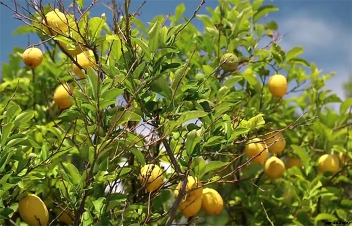 8 Helpful Tips For Planting An Orchard