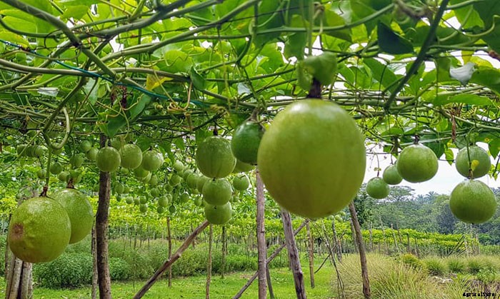 8 Helpful Tips For Planting An Orchard