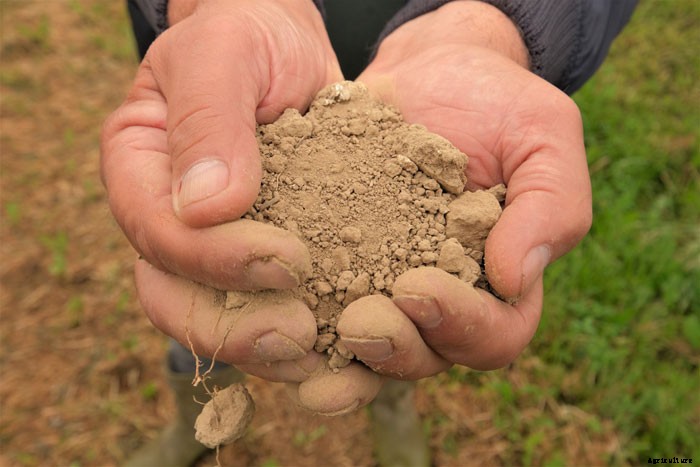 8 Helpful Tips For Planting An Orchard