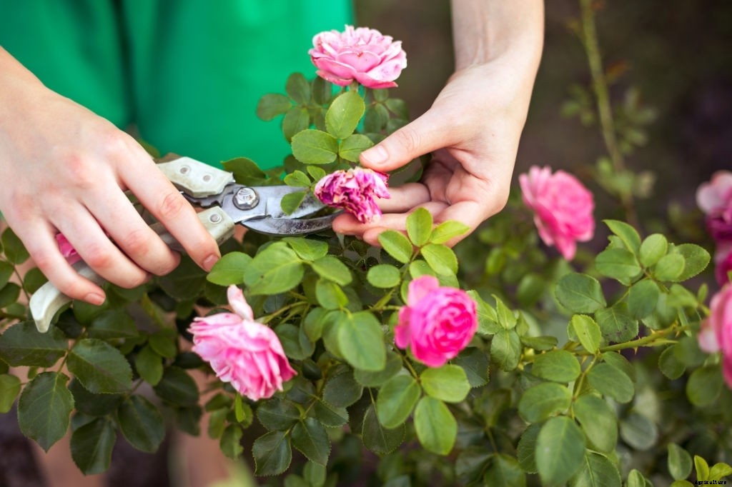How To Make a Flower Garden From Scratch