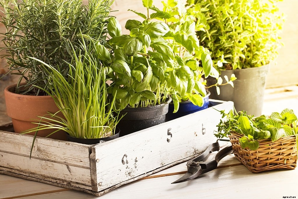 How to Start Growing Vegetables Indoors (Complete Guide)