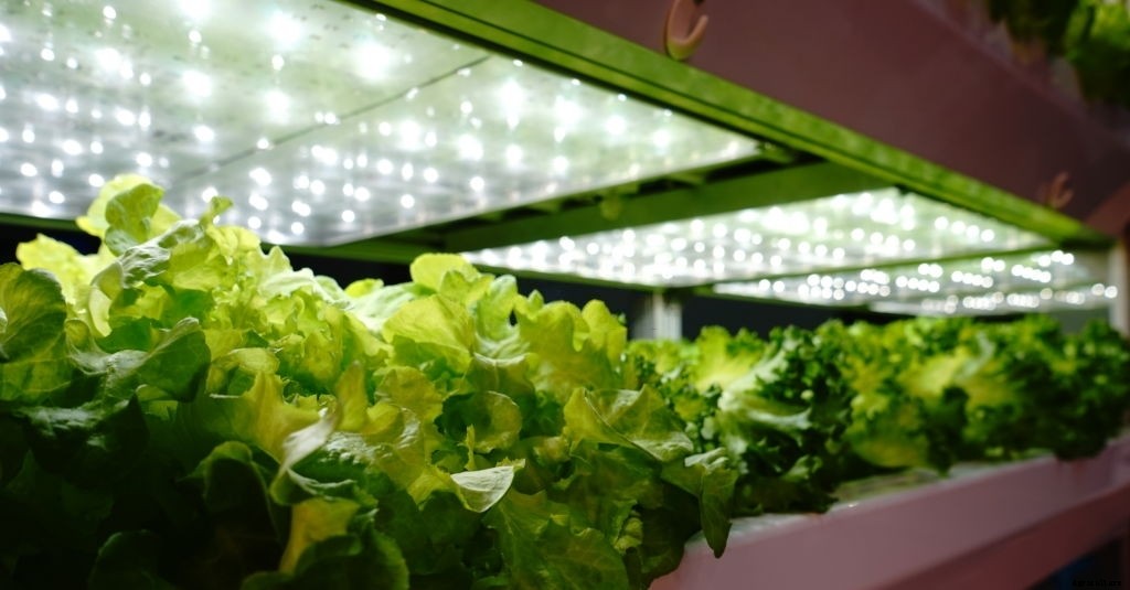 How to Start Growing Vegetables Indoors (Complete Guide)