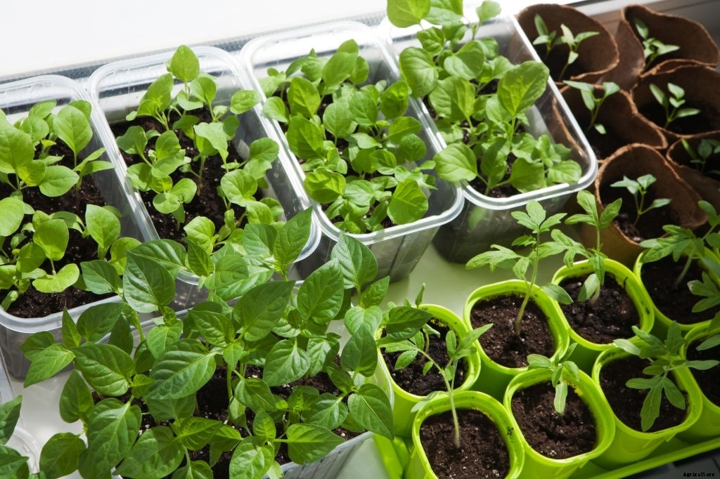 How to Start Growing Vegetables Indoors (Complete Guide)