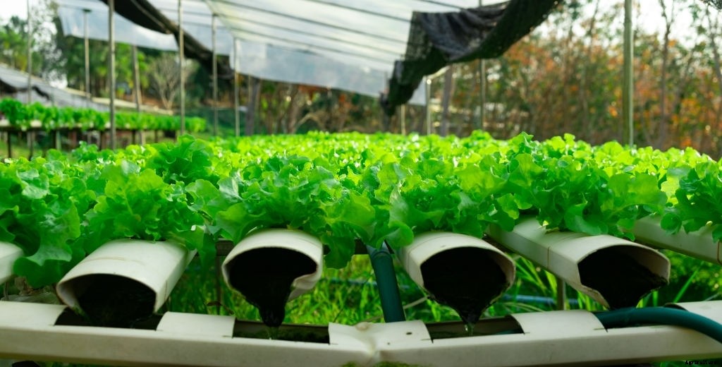 How to Start Growing Vegetables Indoors (Complete Guide)