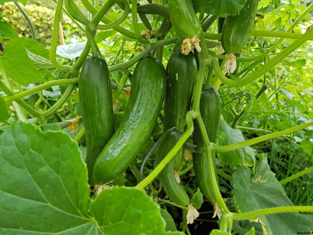 How to Grow Cucumbers from Seeds (Gardener’s Guide)